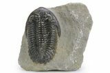 Prone Hollardops Trilobite Fossil - Orange Eye Facets #359503-3